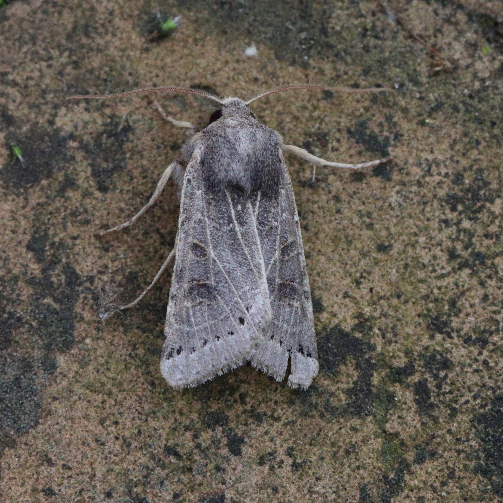 Photo of Lunar Underwing (Anchoscelis lunosa)